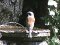 Αετομάχος (αρσεν.) - Red-backed Shrike (male)