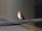 Μυγοχάφτης - Spotted Flycatcher