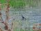Κορμοράνος  -  Cormorant