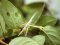 Acrida ungarica [Nosed Grasshopper]