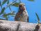 Νεαρή καρδερίνα - Goldfinch (immature)