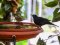 Σπουργίτης και Κότσυφας - House Sparrow and male Blackbird