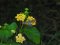 Macroglossum stellatarum [Hummingbird Hawk Moth]