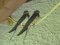 Χελιδόνια - Barn Swallows