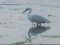 Λευκοτσικνιάς  -  Little Egret