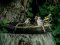 Καρδερίνες και Σπουργίτια  -  Goldfinches and House Sparrows