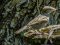 Πετροσπουργίτης - Rock Sparrow