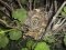Φωλιά αηδονιού - Nightingale nest