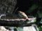 Δεντροσπουργίτης  -  Tree Sparrow