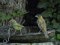 Νεαρός Φλώρος με Αμπελουργό  -  Immature Greenfinch with Βlack-headed Bunting   