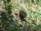 Δεντροσπουργίτης  -  Tree Sparrow