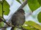 Σπουργίτι (θηλ.)- House sparrow (female)