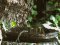 Ωχροστριτσίδα - Olivaceous Warbler