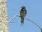Χελιδόνι - Barn Swallow  