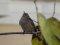 Σπουργίτι (θηλ.)- House sparrow (female)