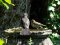 Σπουργίνα με Κοτσυφίνα  -  Blackbird and House Sparrow females 