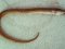 Κόκκινο Φιδόχελο  -  Rufus snake-eel