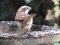 Σπουργίτι με ένα πόδι προσπαθεί να πιεί νερό -  One-legged sparrow trying to drink water
