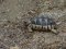 Testudo graeca [Spur-thighed Tortoise]