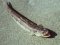 Σκαρμός - Lizardfish