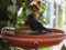 Κότσυφας (αρσενικός) - Blackbird (male)