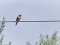 Μυγοχάφτης - Spotted Flycatcher