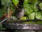Σπουργίτι (θηλυκό)  -  House Sparrow (female)