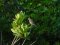 Μαυροτσιροβάκος (θηλ.) - Sardenian Warbler (female)