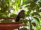 Κότσυφας (ανήλικος) - Blackbird (juvenile)