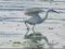 Λευκοτσικνιάς  -  Little Egret