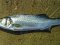 Λαβράκι - Common Sea-Bass