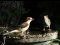 Κεφαλάς με θηλυκό Σπουργίτη  -  Woodchat Shrike with female House Sparrow 