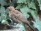 Κοτσυφάκι (ξεπεταρούδι) - Juvenile blackbird