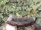 Καρβουνιάρης (νεαρός) - Black Redstart (immature)