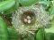 Φωλιά Μαυροτσιροβάκου σε Αγγελικούλα  - Sardenian warbler nest in a Japanese pittosporum