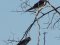 Χελιδόνια - Barn Swallows 