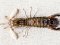 Κατσαρίδα / Γαριδομάνα  -  Mantis Shrimp