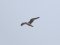 (Κιτρινοπόδης) Γλάρος  -  Yellow-legged Gull