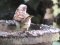 Σπουργίτι με ένα πόδι προσπαθεί να πιεί νερό -  One-legged sparrow trying to drink water