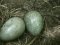 φωλιά Κότσυφα  -  Blackbird nest