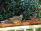 Δεκοχτούρα και Σπουργίτια - Collared Dove and House Sparrows