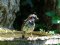 Μπανιαρισμένο αρσενικό Σπουργίτι  -  Male House Sparrow after his bath