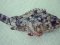 Γατσός - Brown Scorpionfish