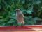 Καρβουνιάρης - Black Redstart