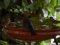 Νεαρό κοτσύφι και Σπουργίτια - Immature Blackbird and House Sparrows  