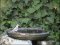 Ωχροστριτσίδα - Olivaceous Warbler