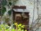 Θηλυκό σπουργίτι προετοιμάζει παλιά ξύλινη φωλιά - Female sparrow refurnishing old home-made box-nest