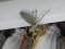 Sphodromantis virides [African Mantis] 