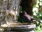 Κότσυφας (αρσενικός) - Blackbird (male)