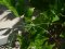 Meconema thalassinum [Oak Bush-cricket]